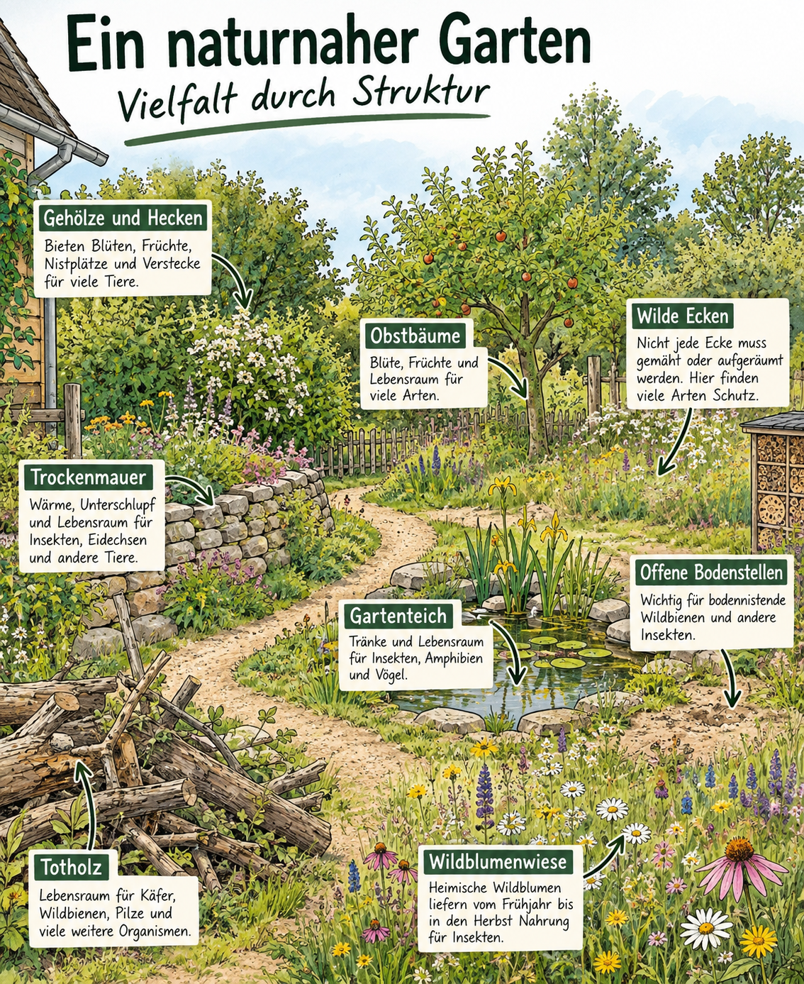 Illustration eines naturnahen Gartens mit verschiedenen Lebensräumen